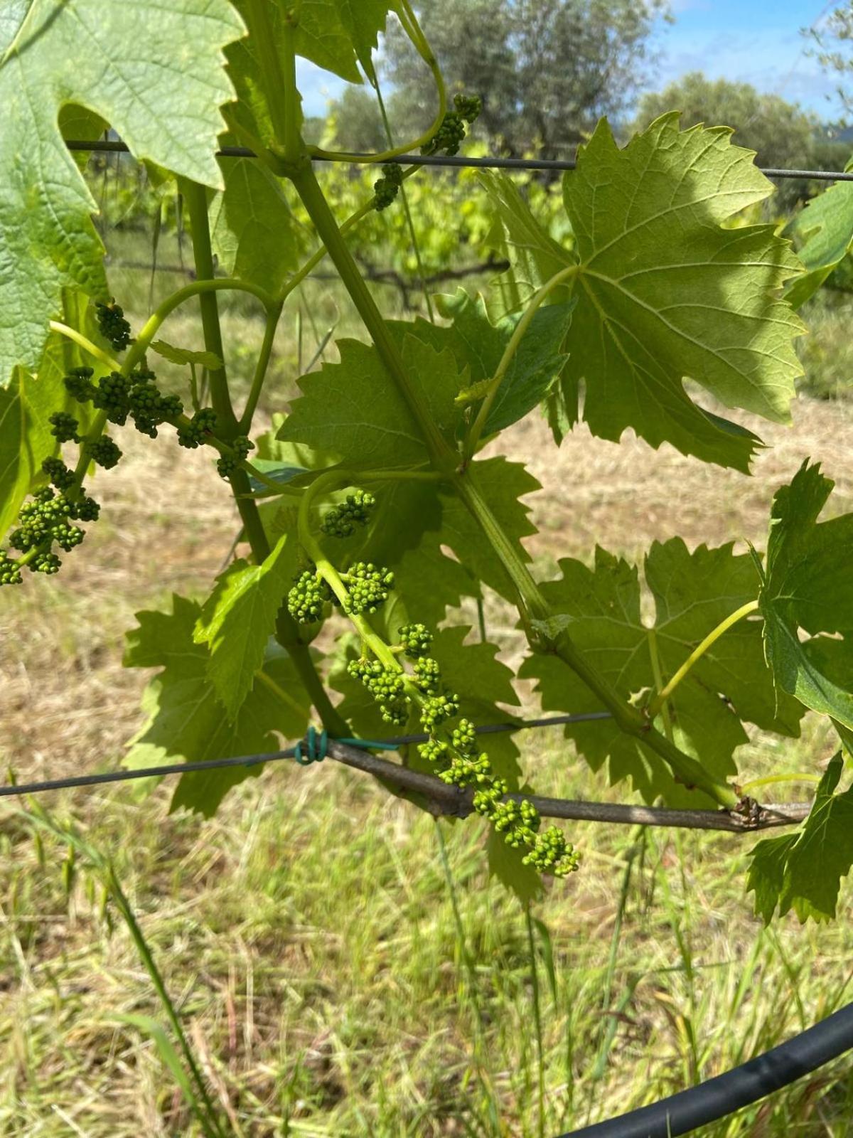 Tenuta Le Mandorlaie, Agriturismo In Скансано Екстер'єр фото