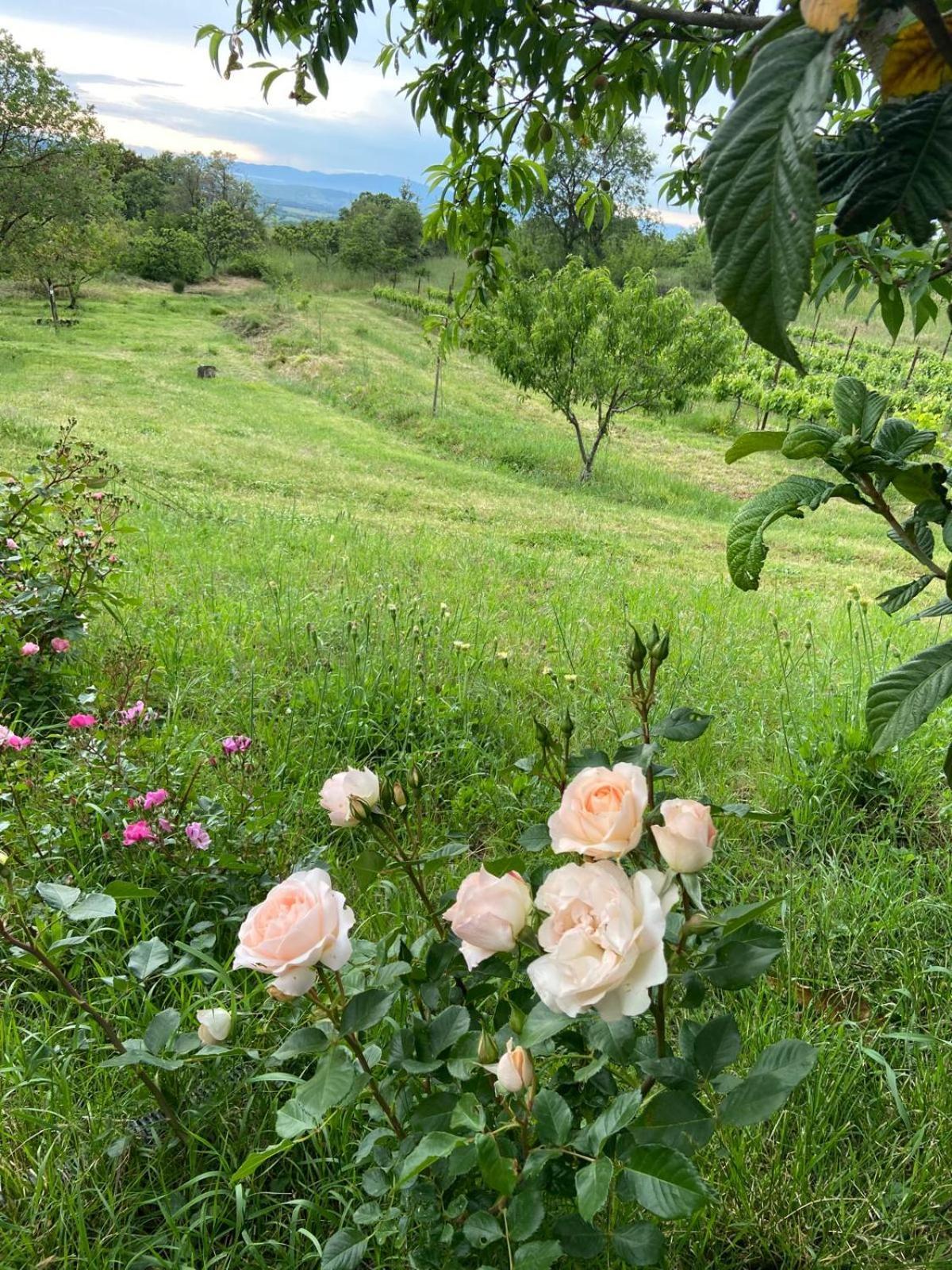 Tenuta Le Mandorlaie, Agriturismo In Скансано Екстер'єр фото