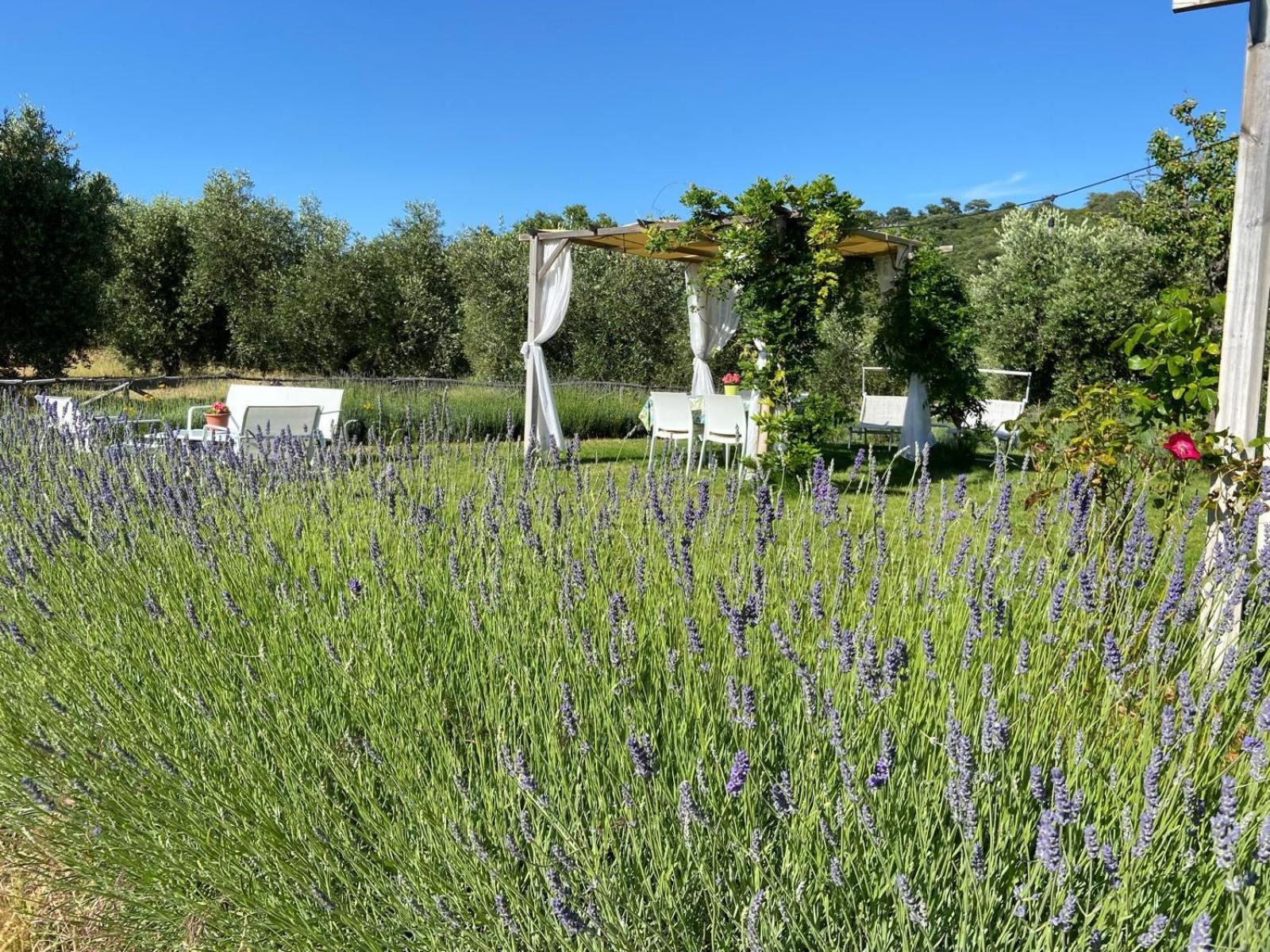 Tenuta Le Mandorlaie, Agriturismo In Скансано Екстер'єр фото
